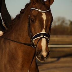 Hollandsk Varmblod Daan - SOLGT !