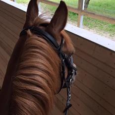 Welsh Partbred (Sec F) Daimler