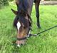 Welsh Partbred (Sec F) Ulrikkaholms Cava [himmelhest]