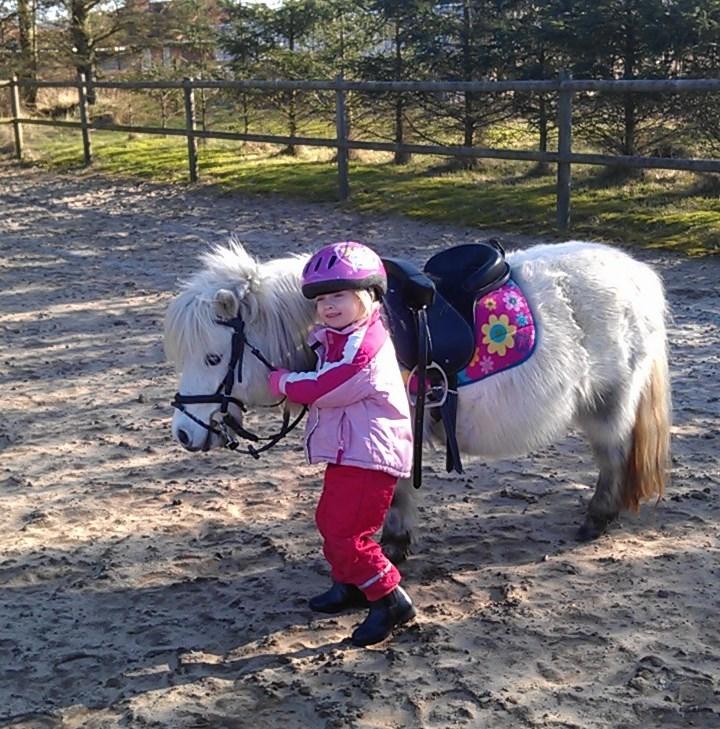 Shetlænder Cirkeline billede 23