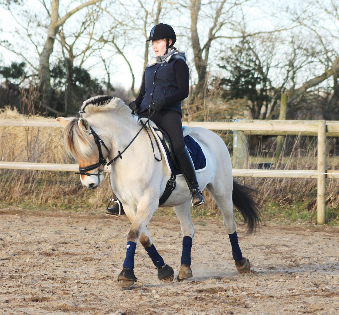 Fjordhest Estel Tidselbjerg billede 6