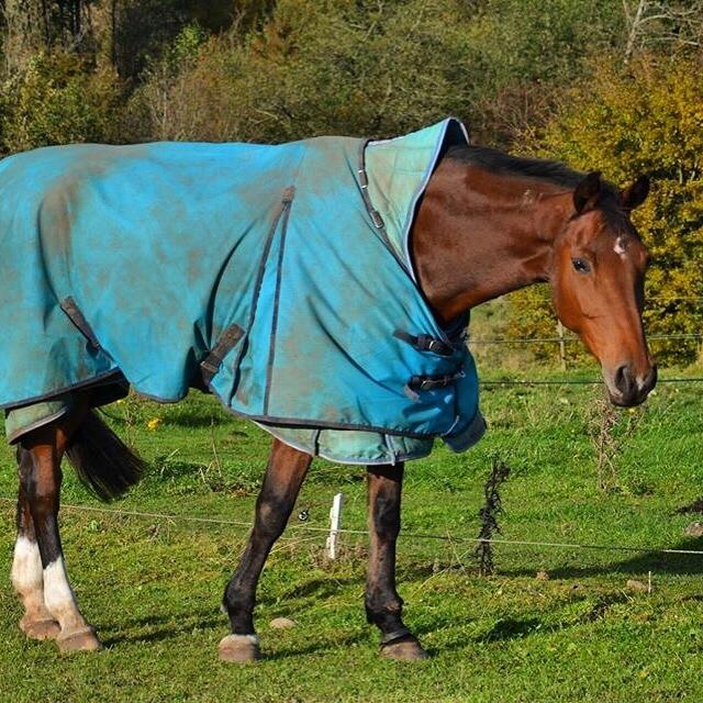 Hollandsk Varmblod Ruby's ursella billede 3