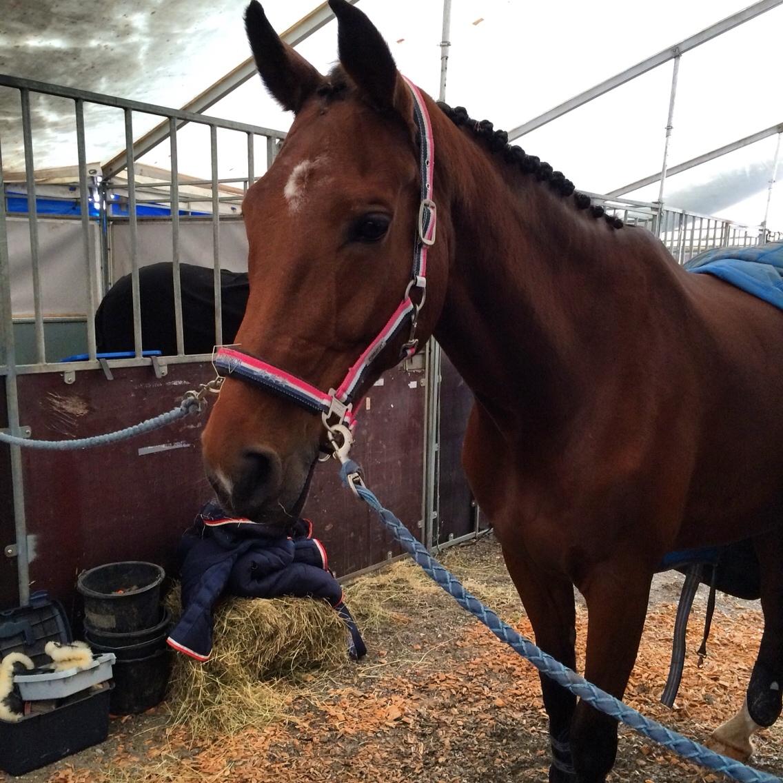 Hollandsk Varmblod Ruby's ursella billede 4