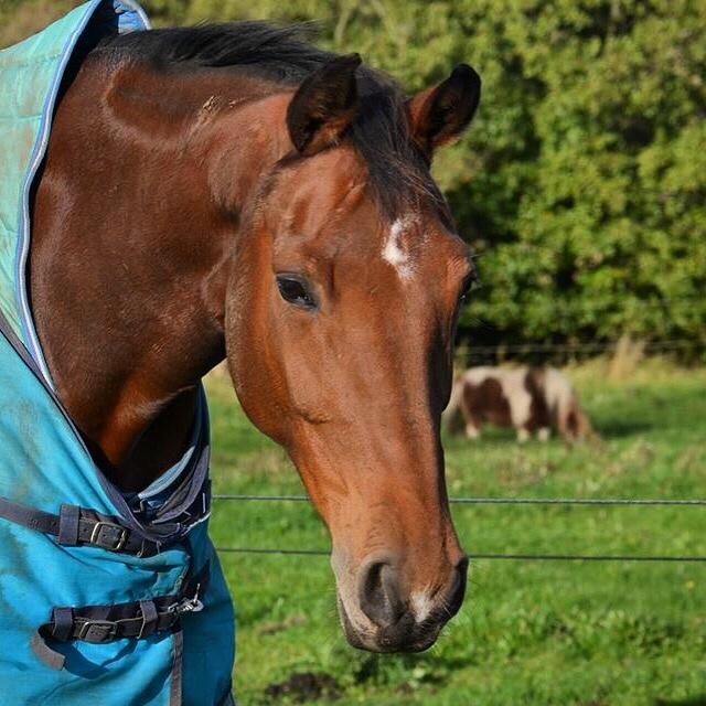 Hollandsk Varmblod Ruby's ursella billede 8