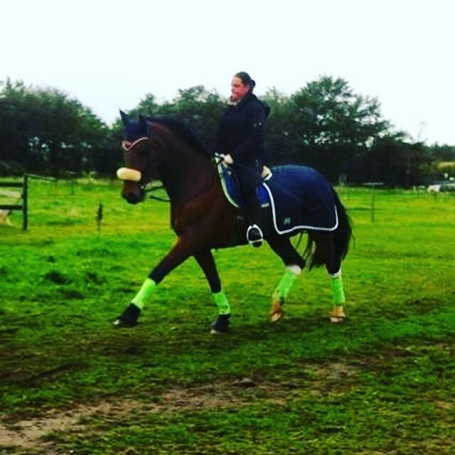 Hollandsk Varmblod Ruby's ursella billede 10