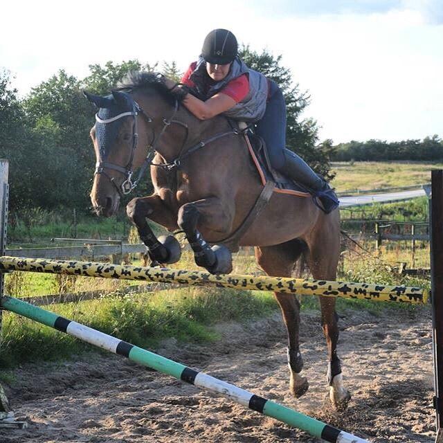 Hollandsk Varmblod Ruby's ursella billede 16