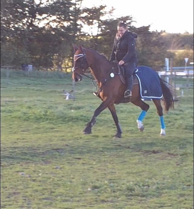 Dansk Varmblod Rikke billede 8