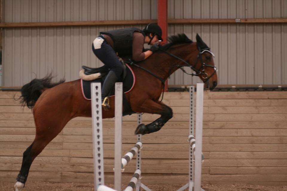 Dansk Varmblod Rikke billede 17