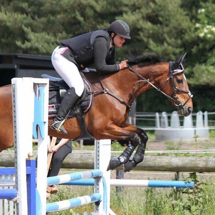 Dansk Varmblod Rikke billede 20