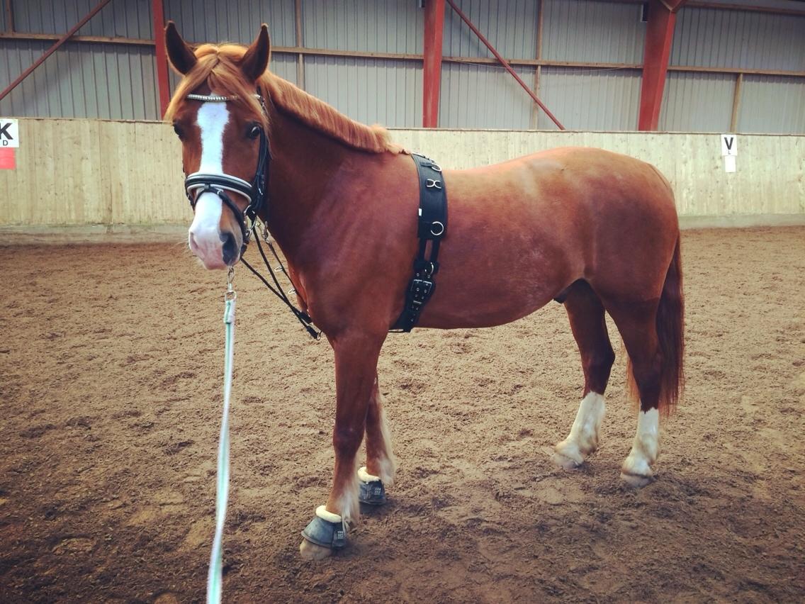 Welsh Cob (sec D) Haymo's Avador (aka. Lille Røde) billede 29