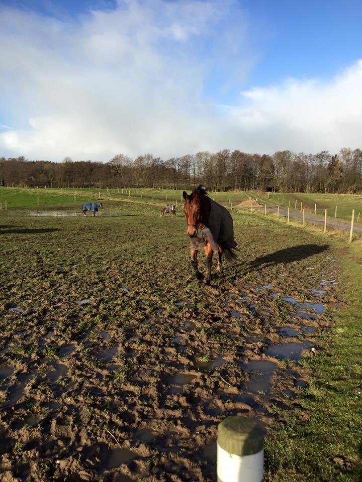 Anden særlig race Anton Årup billede 11