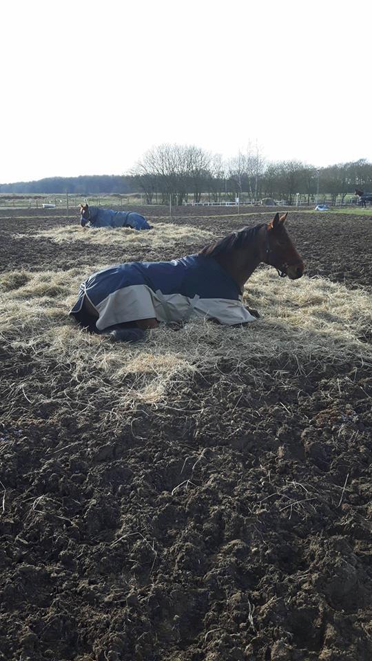 Anden særlig race Anton Årup billede 13