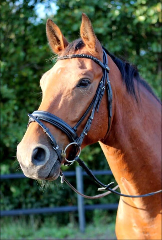 Anden særlig race Anton Årup billede 2