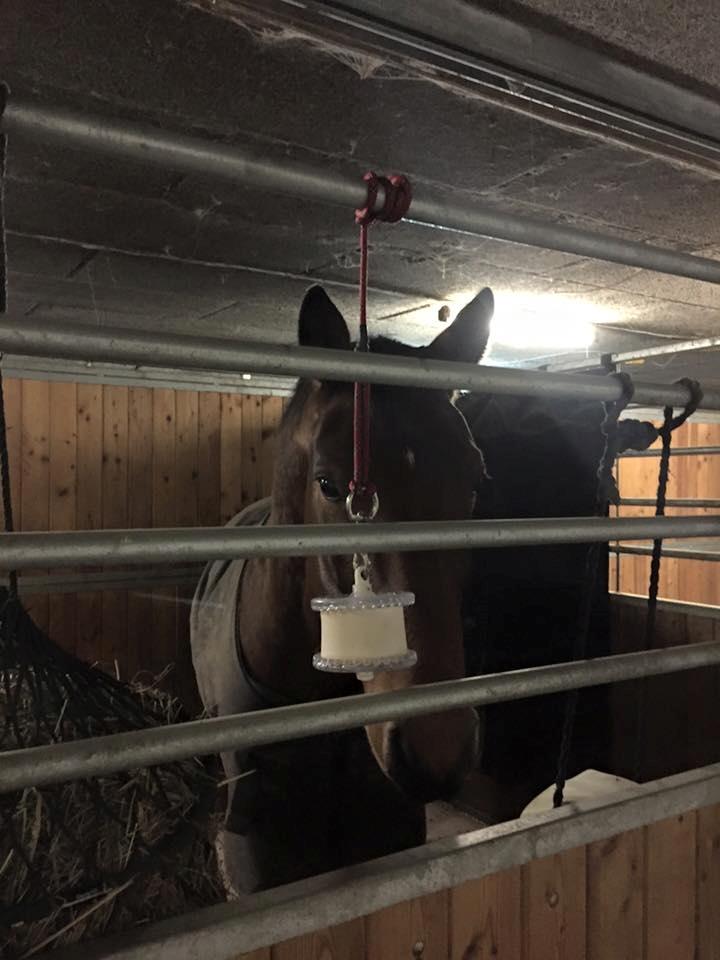 Anden særlig race Anton Årup billede 17