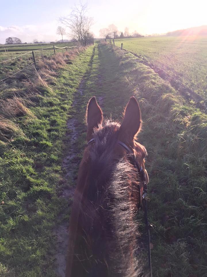 Anden særlig race Anton Årup billede 16