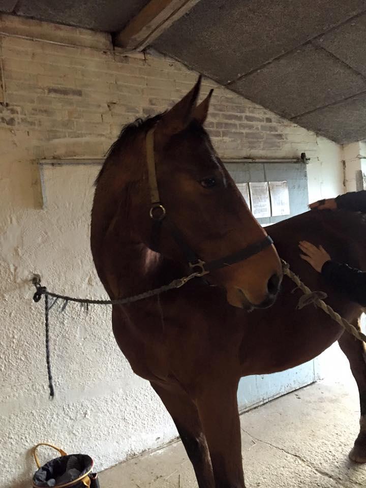 Anden særlig race Anton Årup billede 18