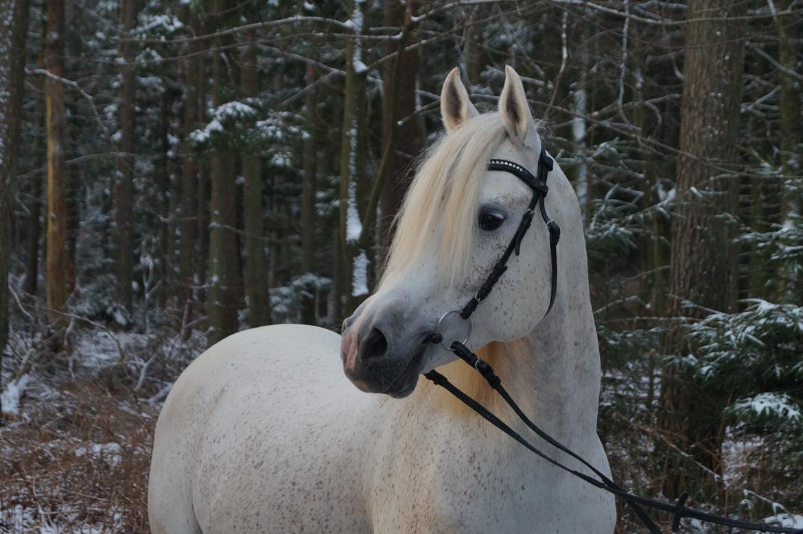 Arabisk fuldblod (OX) Shaklan Ibn Saskatoon billede 9