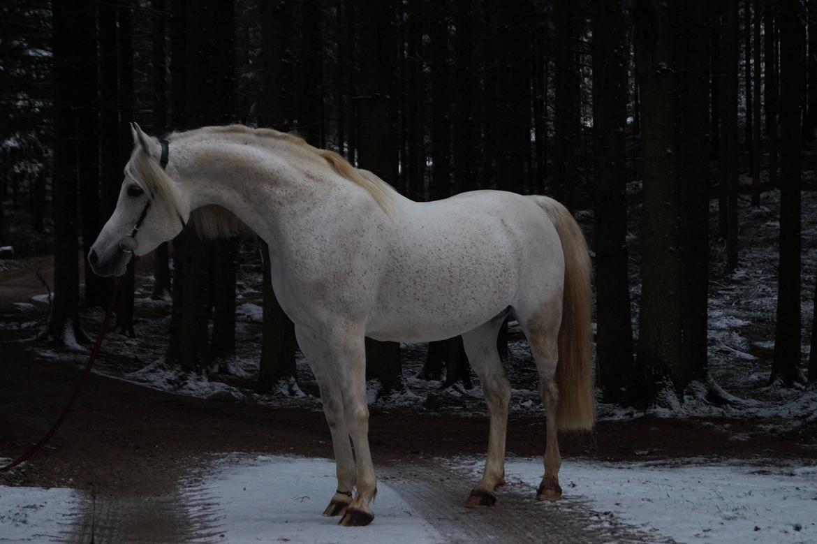 Arabisk fuldblod (OX) Shaklan Ibn Saskatoon - Mit absolutte yndlings billede af ham. billede 4