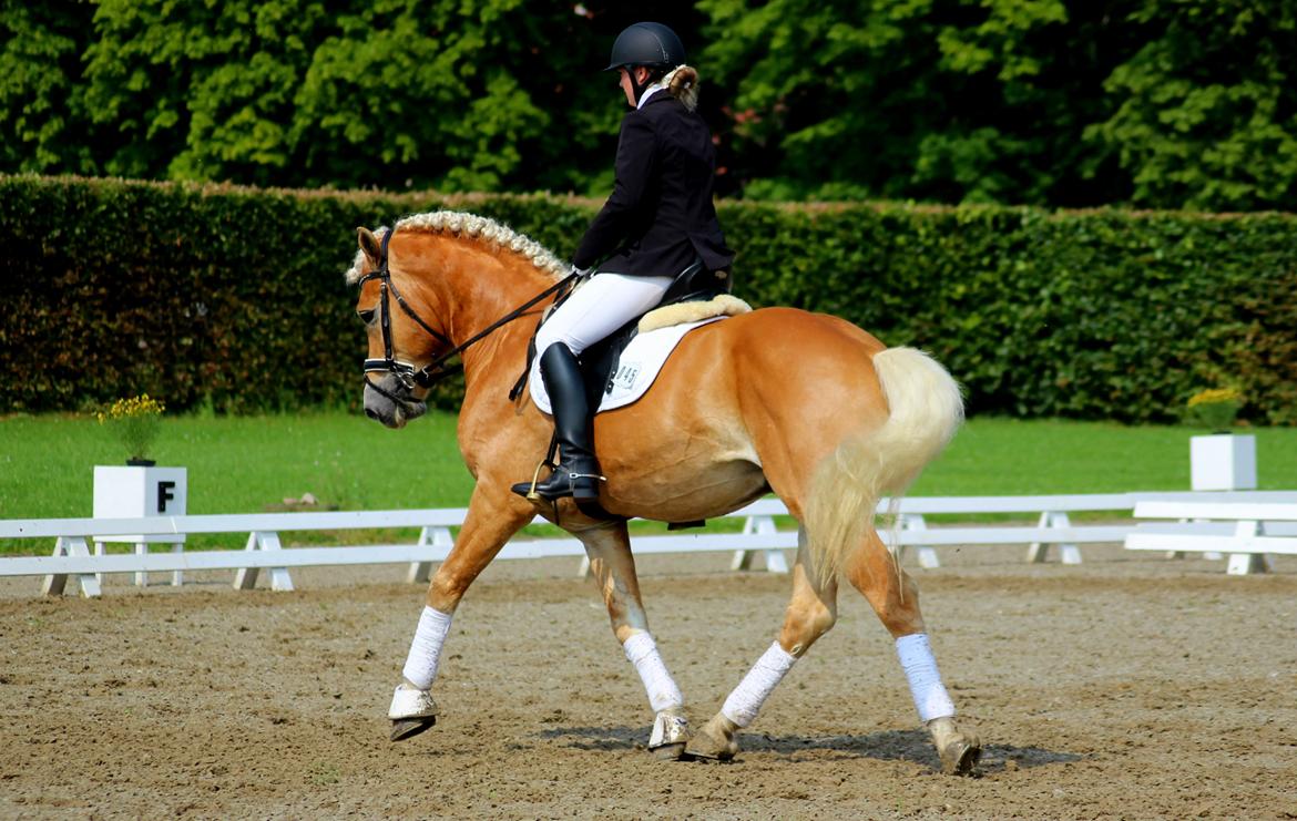 Tyroler Haflinger Stallone af Elghuset *AVLSHINGST* - DM billede 2