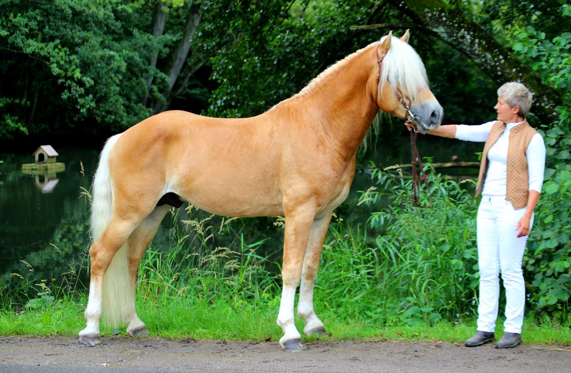 Tyroler Haflinger Stallone af Elghuset *AVLSHINGST* - Stallone med ejer  billede 1