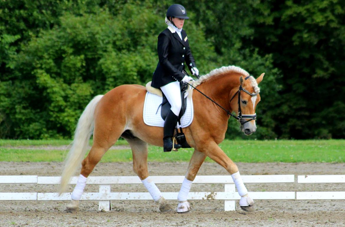 Tyroler Haflinger Stallone af Elghuset *AVLSHINGST* - DM billede 3