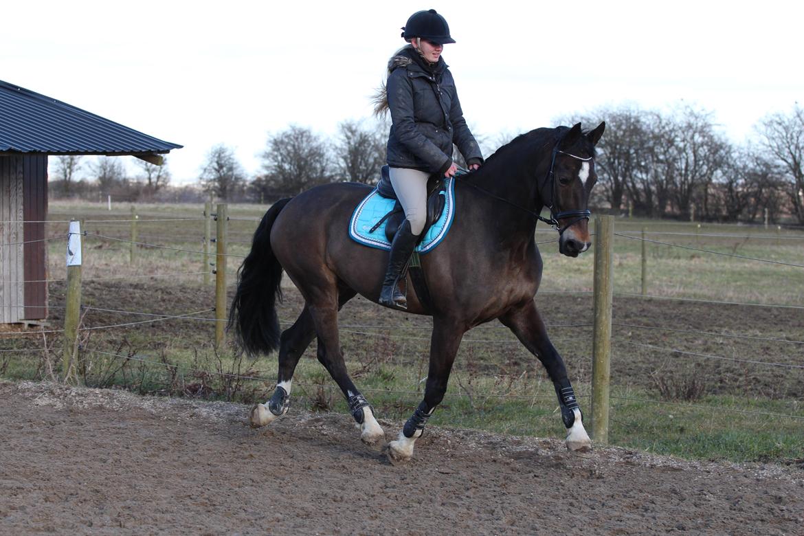 Hollandsk Varmblod Wilddancer billede 10