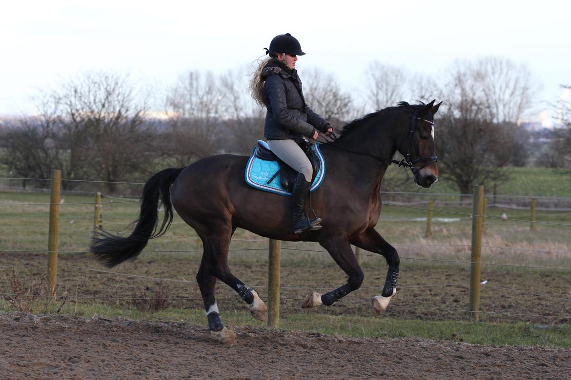 Hollandsk Varmblod Wilddancer billede 11