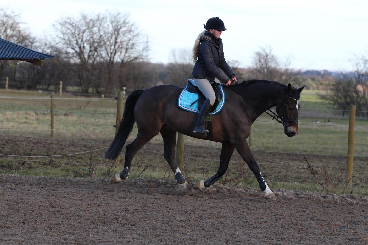 Hollandsk Varmblod Wilddancer billede 12