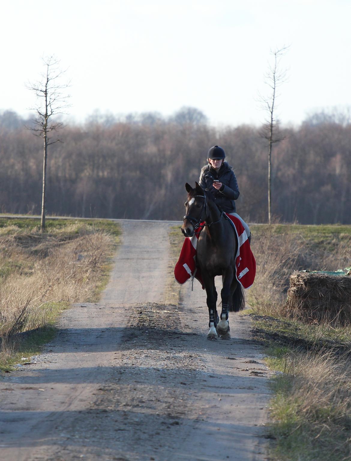 Hollandsk Varmblod Wilddancer billede 8