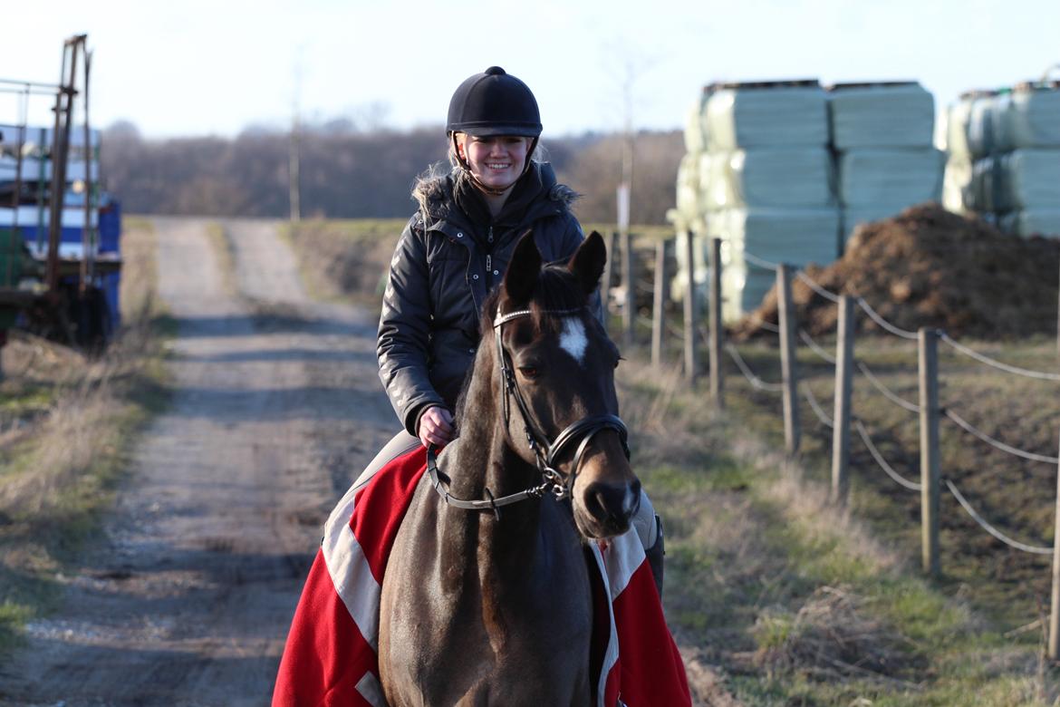 Hollandsk Varmblod Wilddancer billede 9