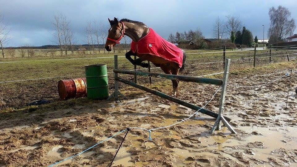 Dansk Varmblod Nygårds Brown Sugar *Himmelhest* - Løsspringning - Kom op på 95 cm billede 14