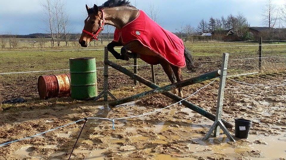 Dansk Varmblod Nygårds Brown Sugar *Himmelhest* - Løsspringning - kom op på 95 cm billede 19