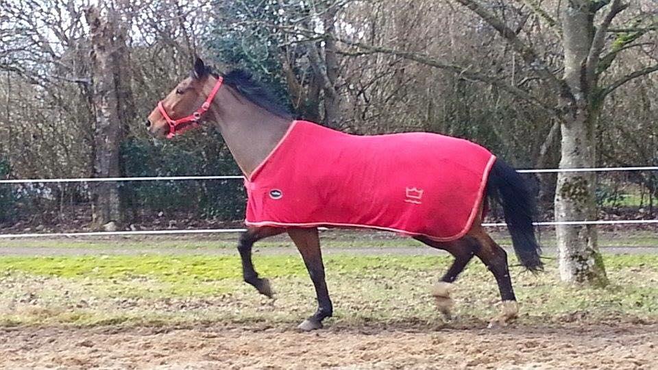 Dansk Varmblod Nygårds Brown Sugar *Himmelhest* - Sugars flotte fri trav <3 billede 3