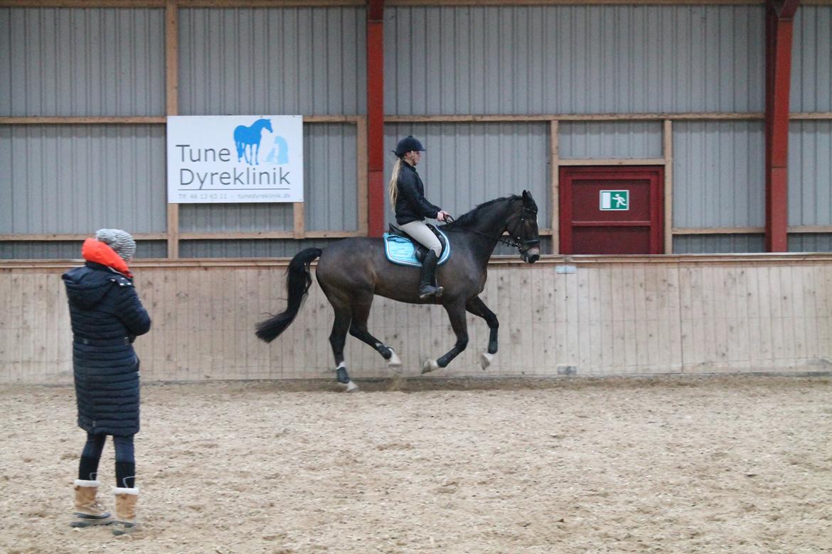 Hollandsk Varmblod Wilddancer - dressurkursus hos Stine Lyngsø billede 13