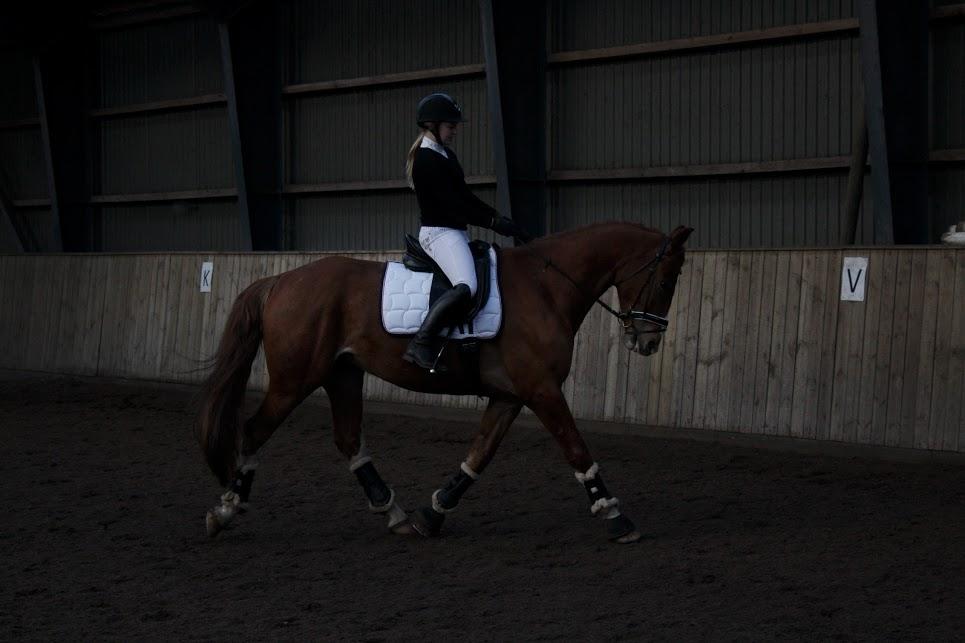 Frederiksborg Elthon Søndergård billede 2