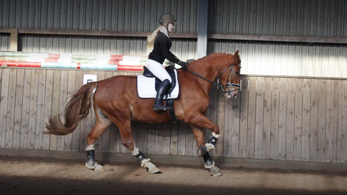 Frederiksborg Elthon Søndergård billede 6