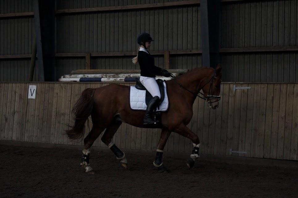 Frederiksborg Elthon Søndergård billede 7