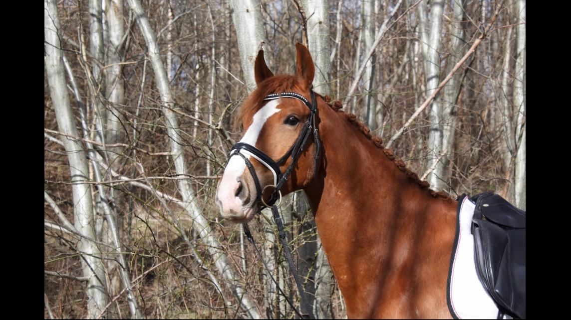 Frederiksborg Elthon Søndergård billede 10