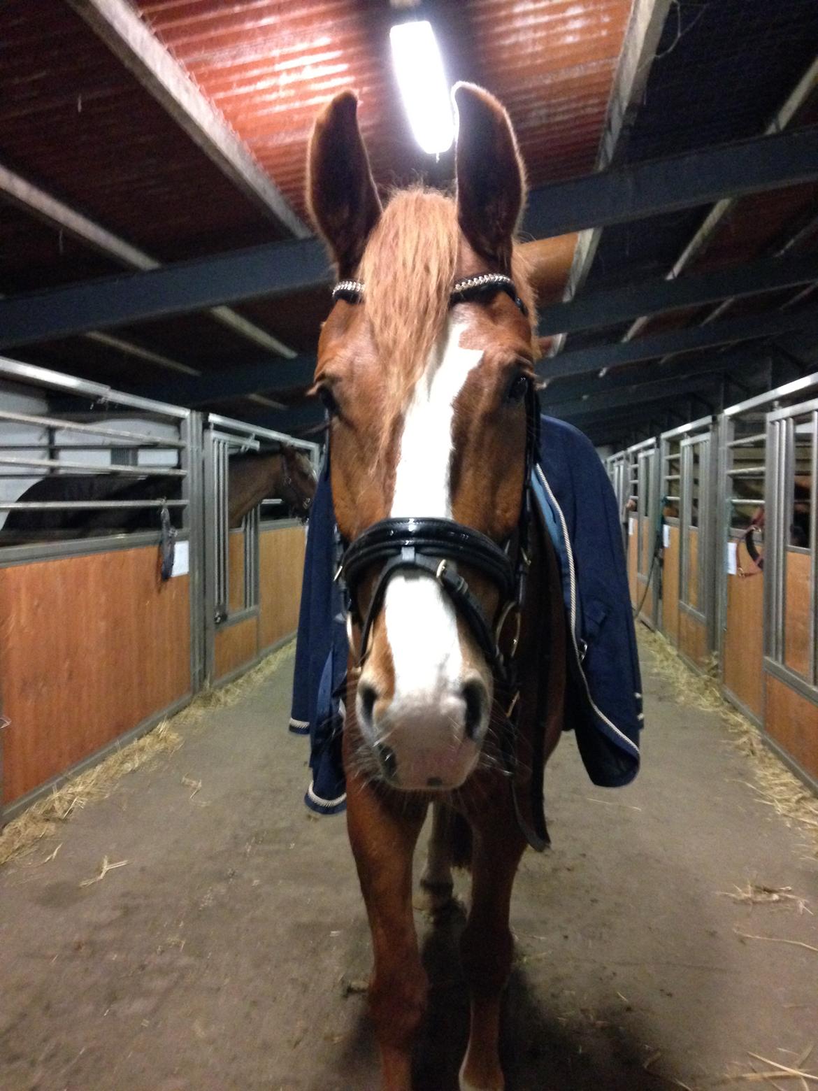 Frederiksborg Elthon Søndergård billede 13