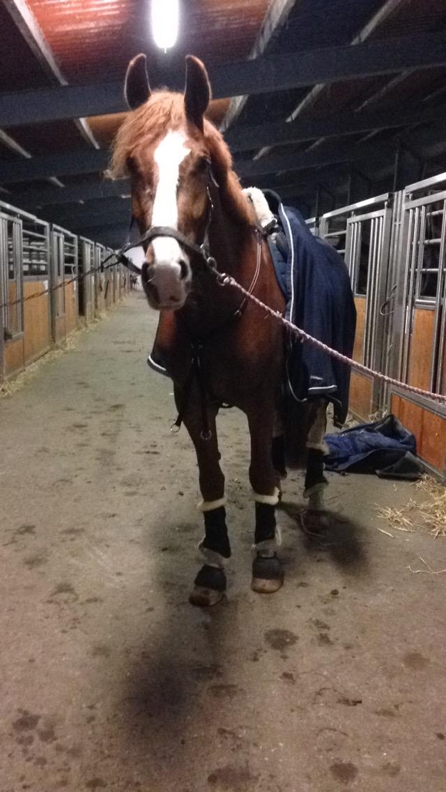 Frederiksborg Elthon Søndergård billede 14