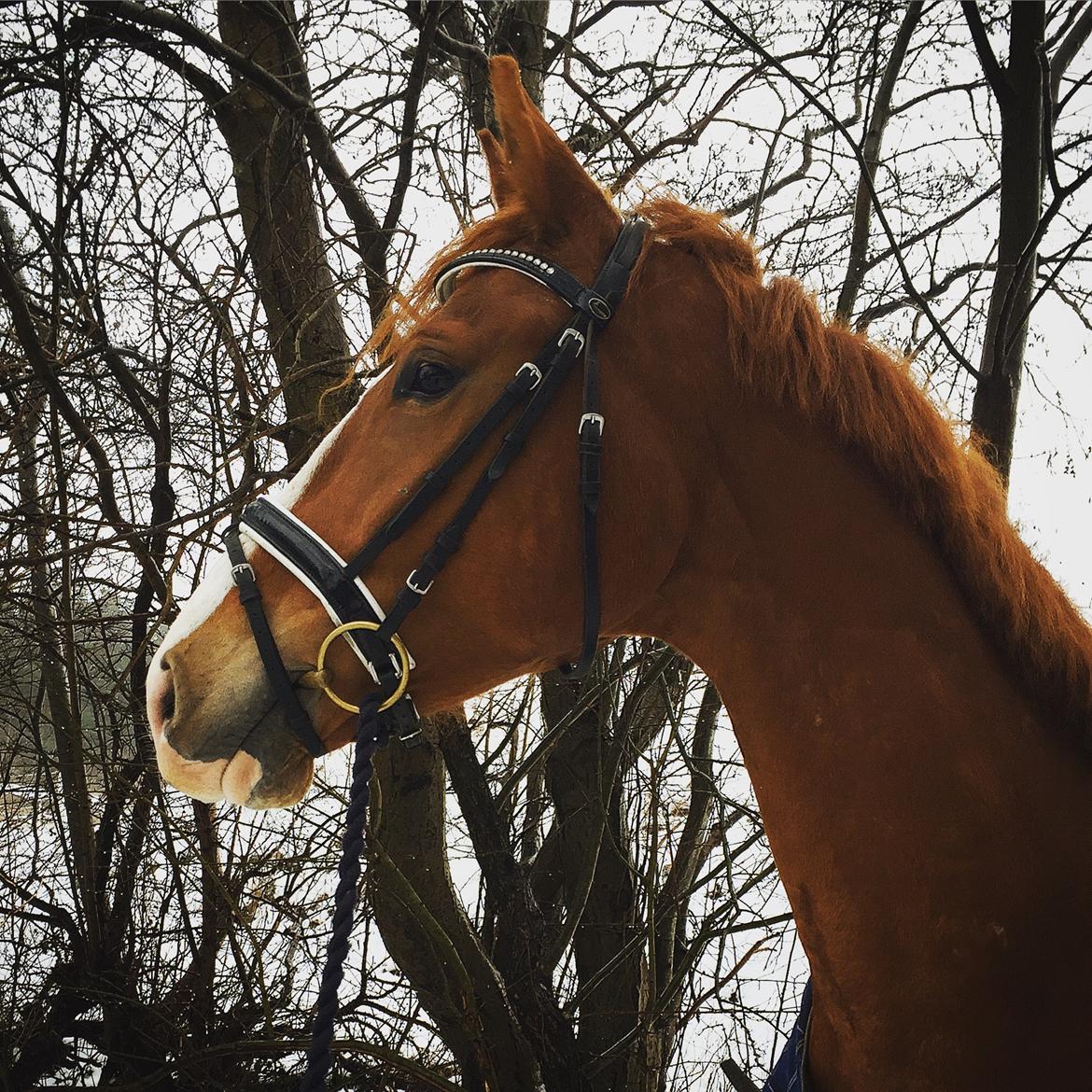 Frederiksborg Elthon Søndergård billede 15