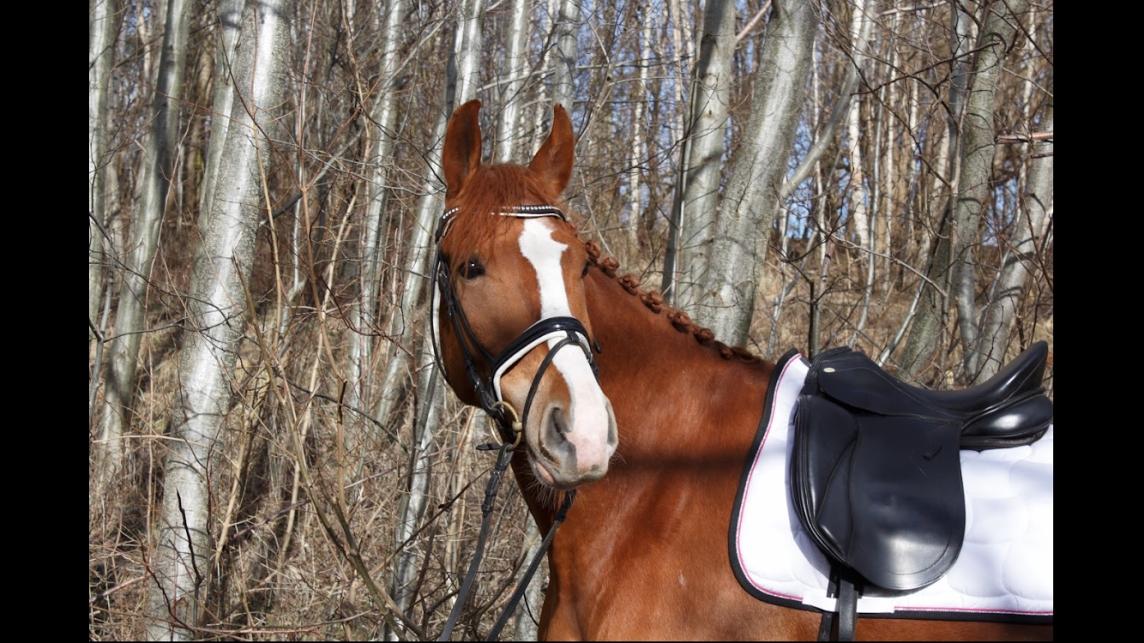 Frederiksborg Elthon Søndergård billede 11