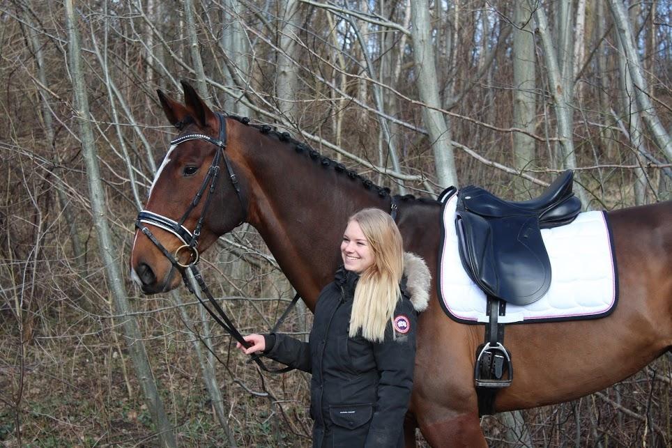 Dansk Varmblod Willma billede 14