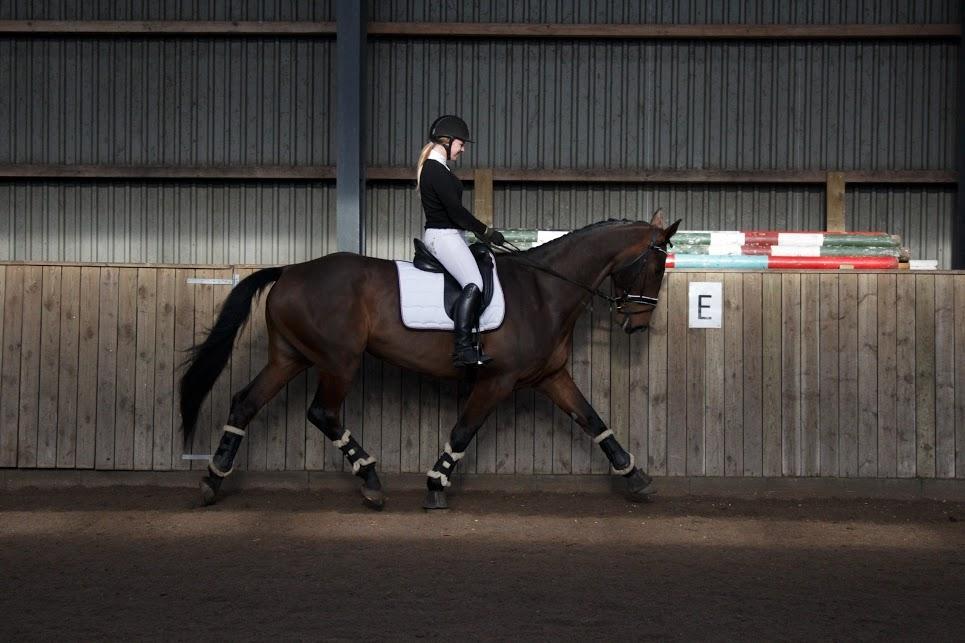 Dansk Varmblod Willma billede 17