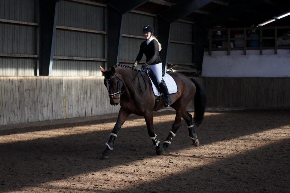 Dansk Varmblod Willma billede 16