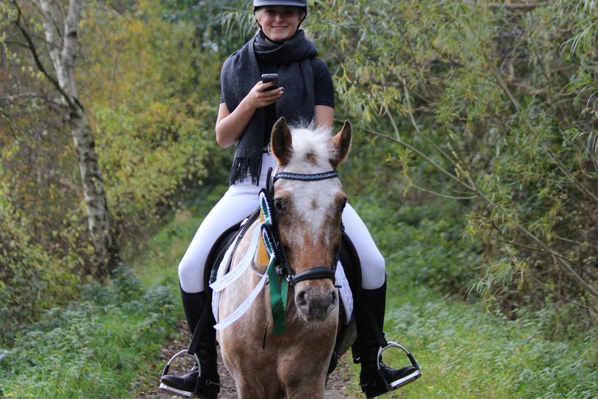 Knabstrupper Skovgårdens Rollo billede 4