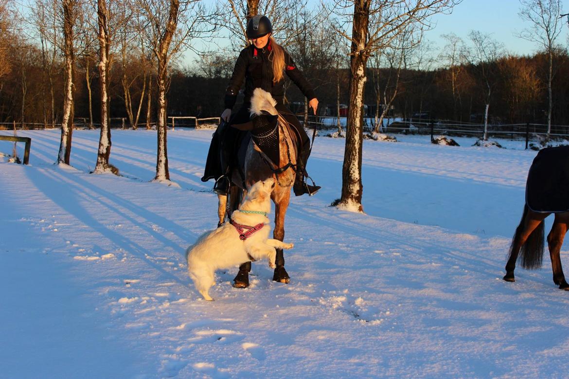 Knabstrupper Skovgårdens Rollo billede 13