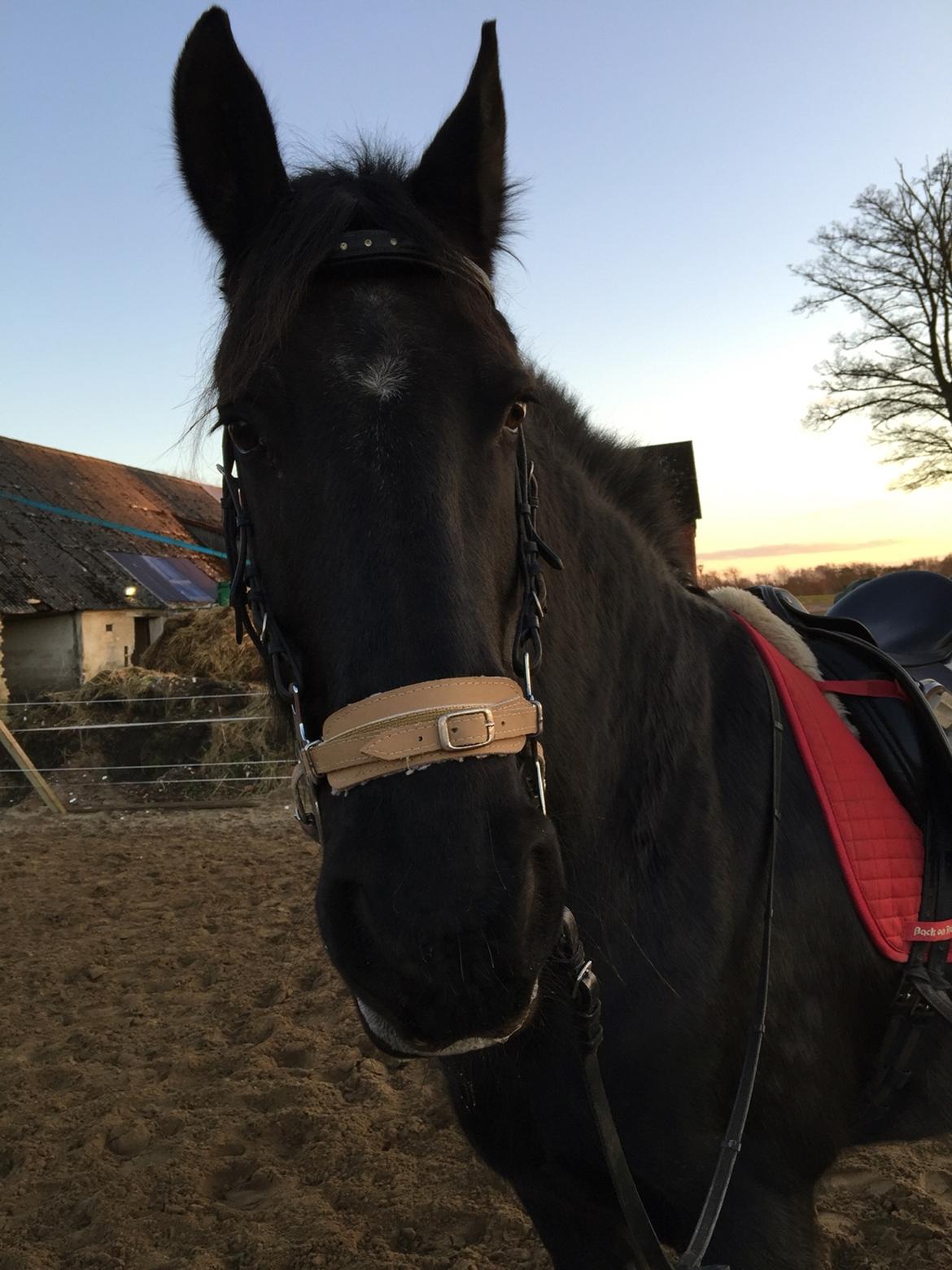 Frieser Sietske billede 22