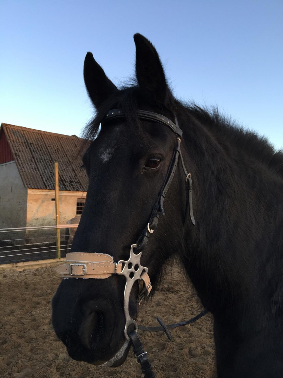 Frieser Sietske billede 21