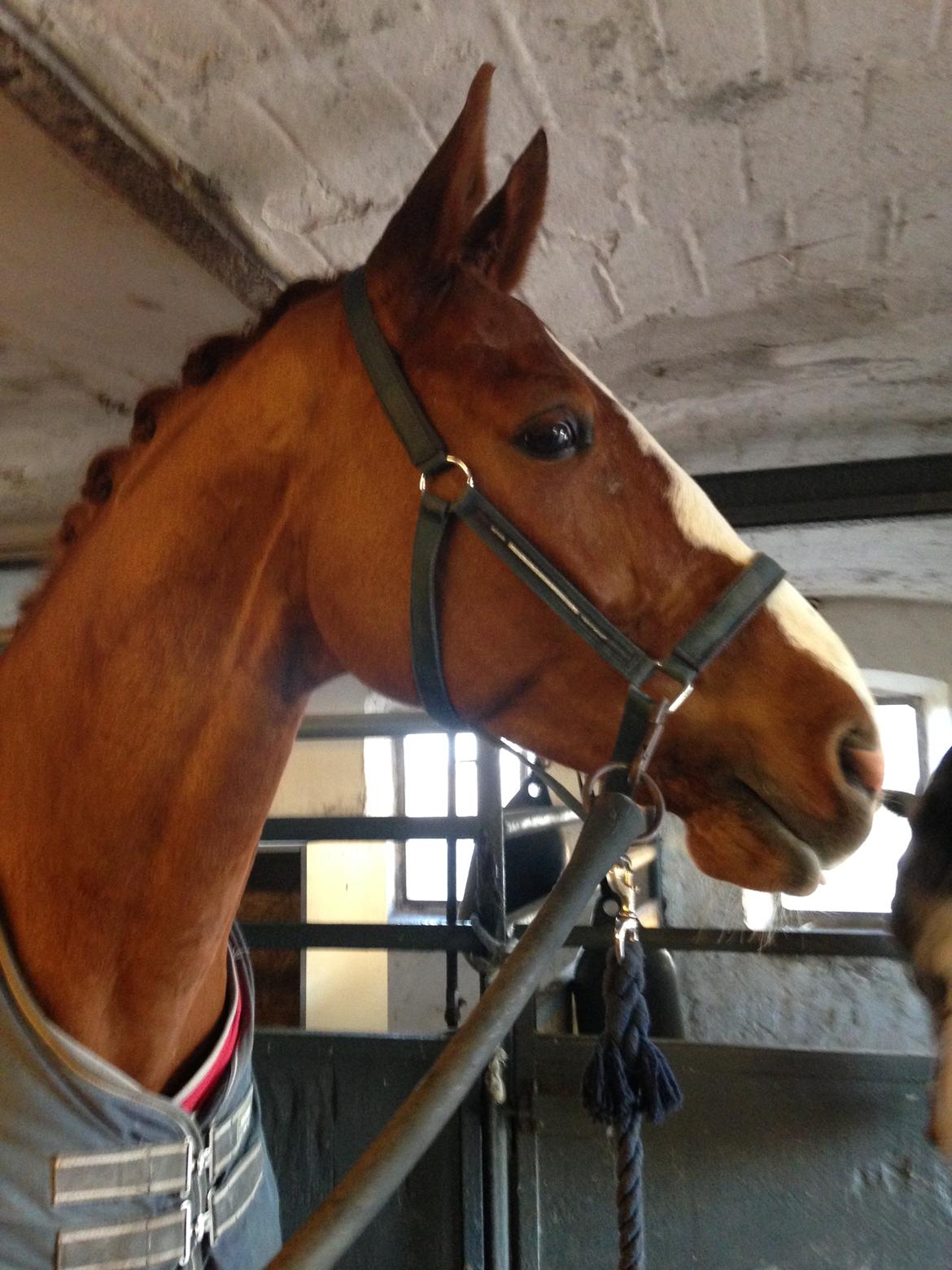 Dansk Varmblod Weltsieger - Stævne klar billede 14